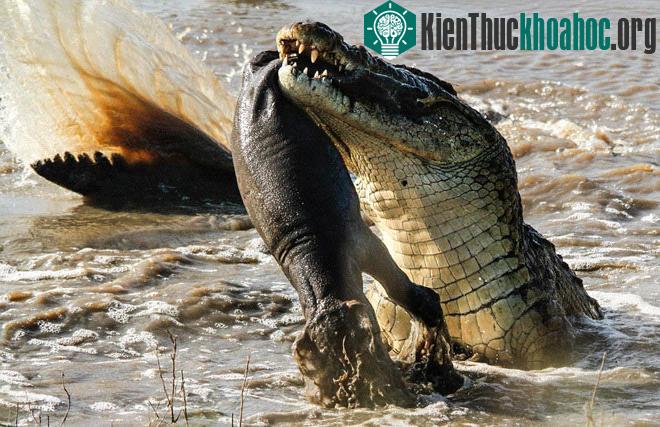 Bị tách khỏi đàn, hà mã con nhanh chóng bị kìm chặt trong màn tấn công liên hồi của cá sấu. Với chiều dài khoảng 4m và kích thước cơ thể lớn gấp nhiều lần so với hà mã, cá sấu bắt đầu màn "tun...