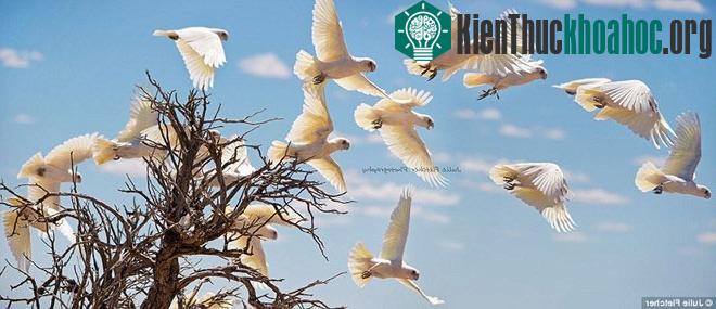 Một đàn cò cất cánh từ một thân cây khô.