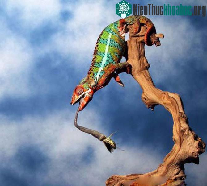 Các loài động vật đều phải có những đặc điểm cơ bản phù hợp với việc sinh tồn trong thế giới động vật. Những con tắc kè hoa có khả năng “biến hình” trong tích tắc để ngụy trang. Bên cạn...