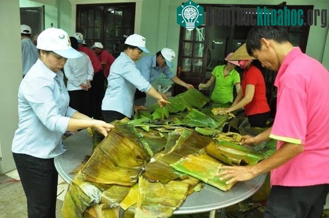 Để cho ra một chiếc bánh chưng khủng thì phải trải qua nhiều công đoạn. Trong đó, có công đoạn chọn vật liệu để gói bao gồm lá chuối và lá dong.