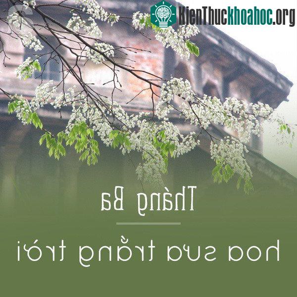 Khi những cơn mưa phùn giăng ngập trời, thả mình vào đất ấy là lúc hoa sưa bắt đầu tung những cánh nhỏ xinh, khoe sắc trắng tinh khiết trên khắp phố phường Hà Nội. Mùa hoa sưa ngắn lắm nên hoa vừa ...
