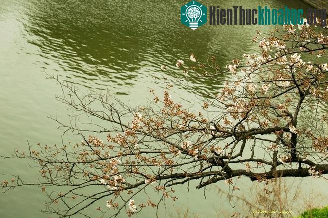 Hoa anh đào ở Nhật có hơn 50 loại. Những cánh hoa mỏng manh, yêu kiều chỉ một cơn gió thoảng qua cũng lìa cành bay lơi lơi trong gió. Hoa anh đào là biểu tượng cho văn hoá tinh thần của người Nhật ...