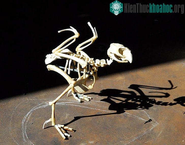 Cô muốn thông qua bộ sưu tập hướng sự chú ý của con người vào một lượng lớn các loài động vật đã và đang bị loài người làm cho tuyệt chủng.