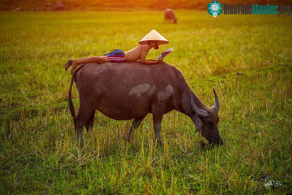 Cảm giác ngồi học trên lưng trâu những ngày hè tỏa nắng thì thật thú vị