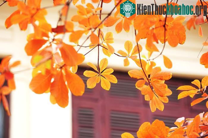 Những chiếc lá vàng cũng chỉ lưu trên cành 2 - 3 ngày là rơi rụng.