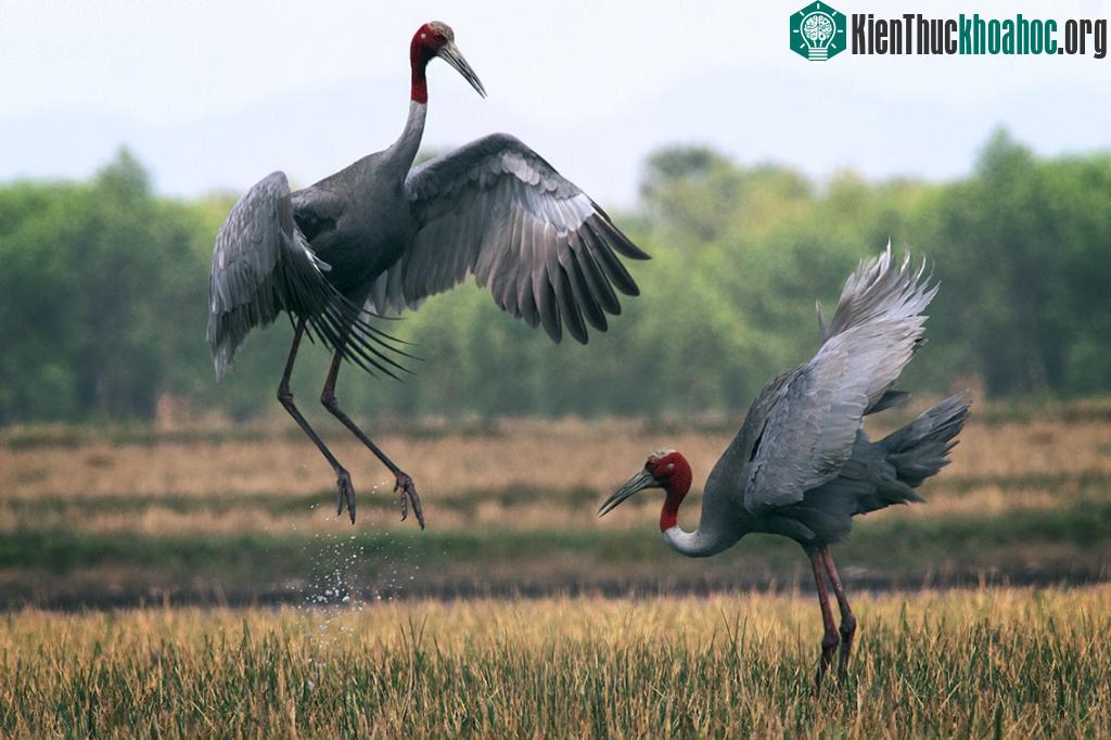 Cảnh thiên nhiên ngoạn mục trong bộ ảnh Sếu của nhiếp ảnh gia Tăng A Pẩu ảnh 2
