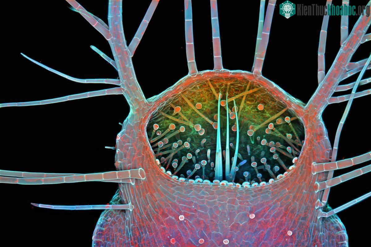 Cái miệng đang mở của humped bladderwort một loài cây thủy sinh nước ngọt ăn thịt sinh vật (độ phóng đại 100 lần)