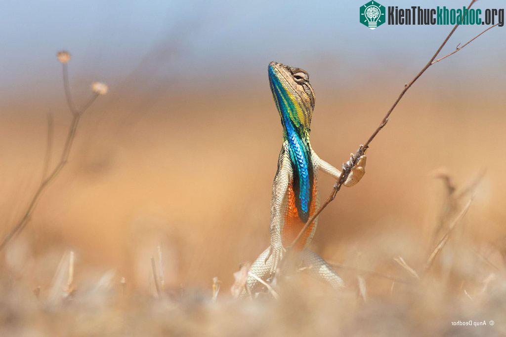 Con thằn lằn đực (thuộc loài Sitana ponticeriana) đang giương mình oai vệ đánh dấu lãnh thổ trong mùa giao phối tại khu vực Maharashtra (Ấn Độ).