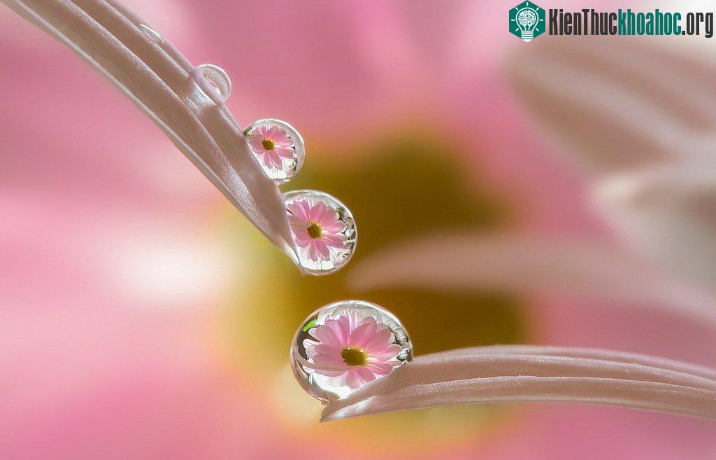 Ngỡ ngàng trước vẻ đẹp lung linh của "hoa trong giọt sương" ảnh 2