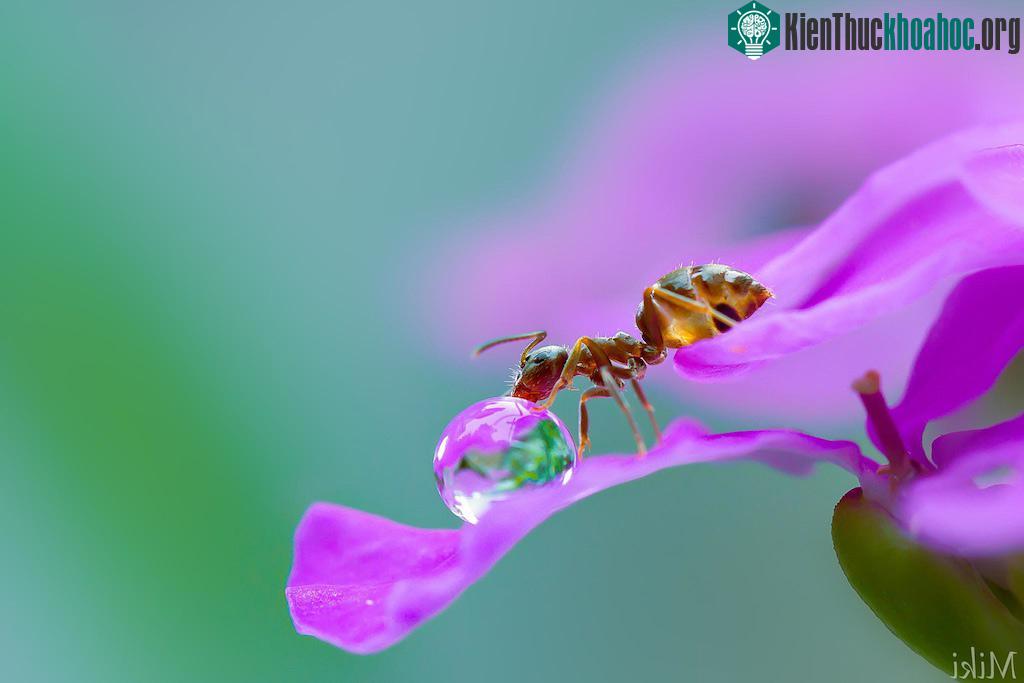"Đứng hình" với bộ ảnh đẹp long lanh: Giọt sương và con kiến ảnh 2