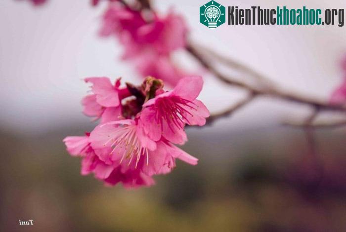 20 giống anh đào cho những sắc màu khác nhau.