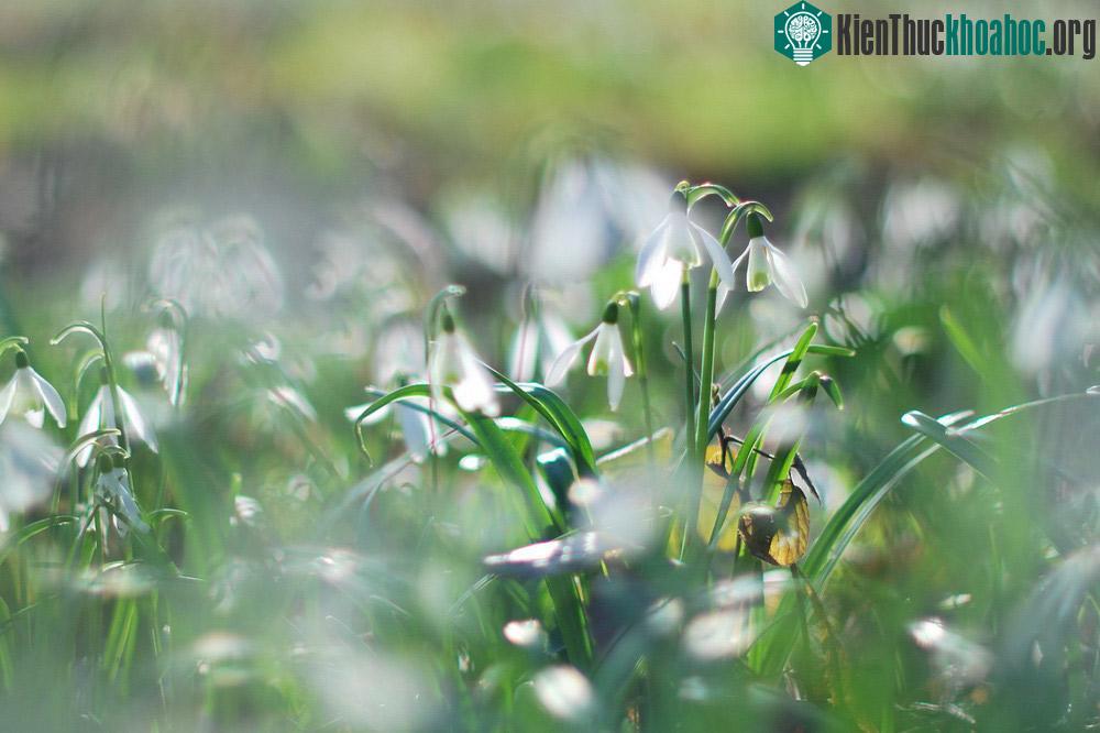 Hoa xuyên tuyết là loài hoa màu trắng với 3 cánh hoa nhỏ màu xanh ở giữa được bao bên ngoài bởi 3 cánh hoa lớn hơn, tạo thành hình ống.