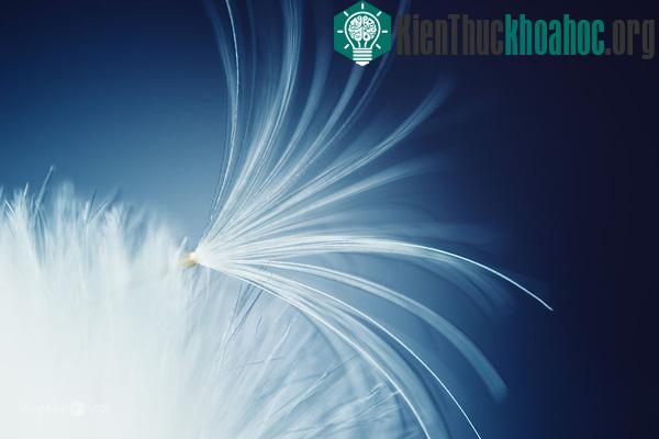 Ngắm hạt giống hoa lung linh trong sương sớm