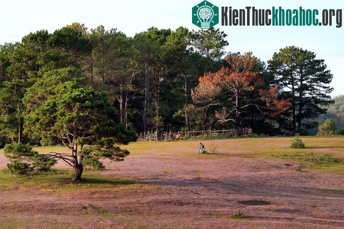 Đồi cỏ hồng thơ mộng ở Đà Lạt