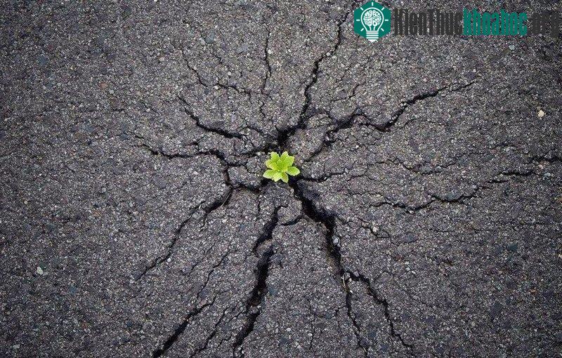 Một gốc cây xanh lấy hết sức mình đẩy đường nhựa lên để đâm chồi nảy lộc