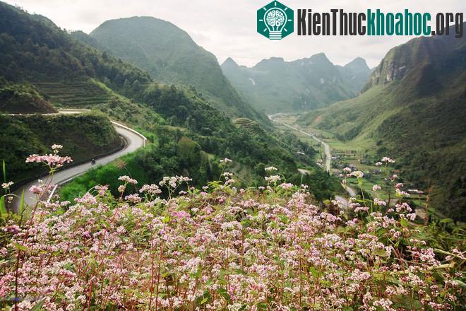 Hà Giang rực rỡ mùa hoa tam giác mạch