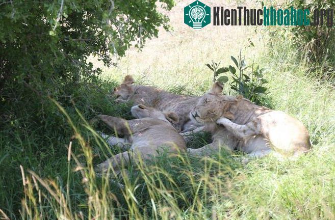 Cuộc chiến sinh tồn trên đồng cỏ Kenya- ảnh 3