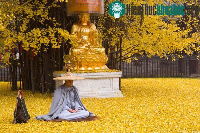 Biển lá vàng từ cây rẻ quạt 1.400 tuổi