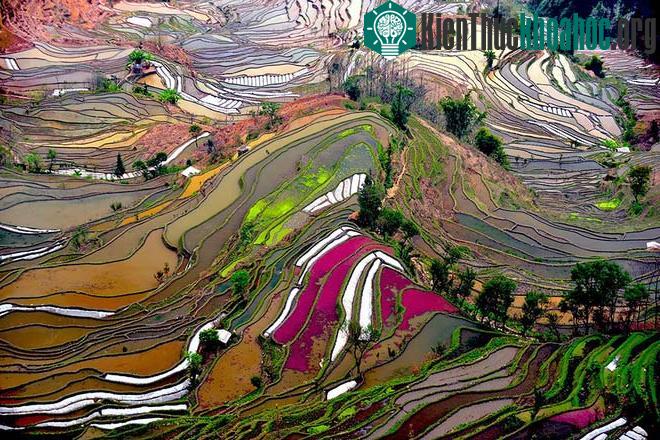 Sững sờ trước những ruộng bậc thang đẹp nhất trên khắp thế giới- ảnh 3