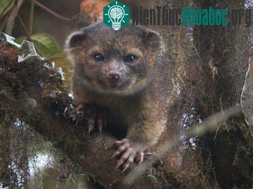 Olinguito là loài thú ăn thịt mới, có họ hàng với gấu trúc, được phát hiện hồi tháng 8. Đây là lần đầu tiên một loài thú ăn thịt mới được phát hiện ở châu Mỹ trong 35 năm qua. Tên của chúng bắt ngu...