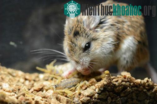 Không những không bị thứ nọc độc nguy hiểm làm tổn thương, con chuột thậm chí còn có vẻ như không quan tâm đến nọc độc của con mồi.