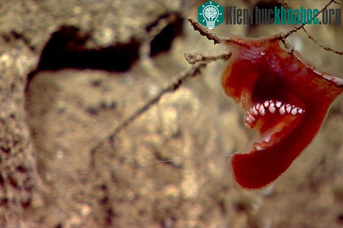 Loài sứa lược benthic ctenophores là động vật phẳng, thường bám vào đá hoặc các sinh vật khác như san hô.