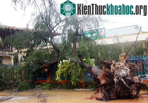 Tại Quảng Trị, gió quật đổ nhiều cây xanh.