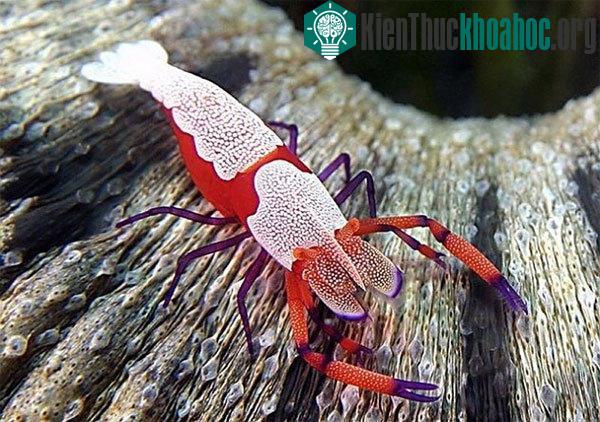 Tôm hoàng đế, khác với vẻ hùng dũng khổng lồ của cua hoàng đế, loài tôm này bé nhỏ và sặc sỡ như những viên kẹo. Các nhà khoa học đã khẳng định rằng màu sắc của chúng không có giá trị ngụy trang mà...