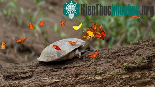 Đàn bướm quá “nhiệt tình” đến nỗi che khuất mất tầm nhìn của rùa. Trông rùa có vẻ rất lúng túng khi xác định phương hướng. Phía tây Amazon có rất ít khoáng chất natri, bởi&nbsp;nơi này ...