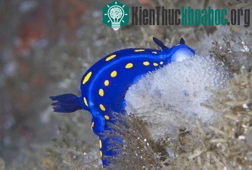 Loài sên Felimare californiensis, với cơ thể nổi bật nhờ hai màu xanh - vàng, được phát hiện vào năm 1901 ở vùng biển miền nam California, Mỹ, và đang đứng trước nguy cơ tuyệt chủng.