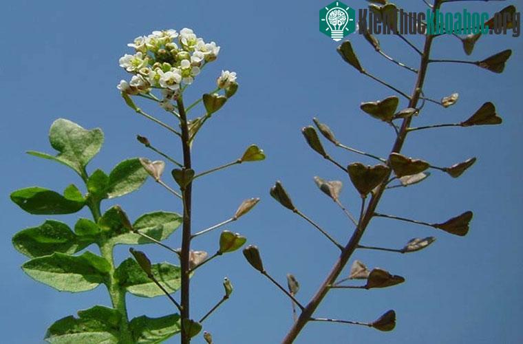 Hạt ăn thịt. Capsella bursa-pastoris hay còn gọi là “cái túi của người chăn cừu” thoạt nhìn không hề giống cây ăn thịt. Tuy nhiên, thực là hạt của cây này có tiết ra một chất dính khi ư...