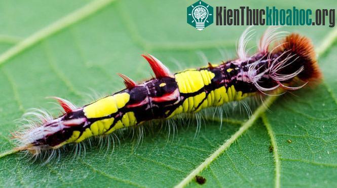 Chùm ảnh sâu "lột xác" thành bướm ngoạn mục