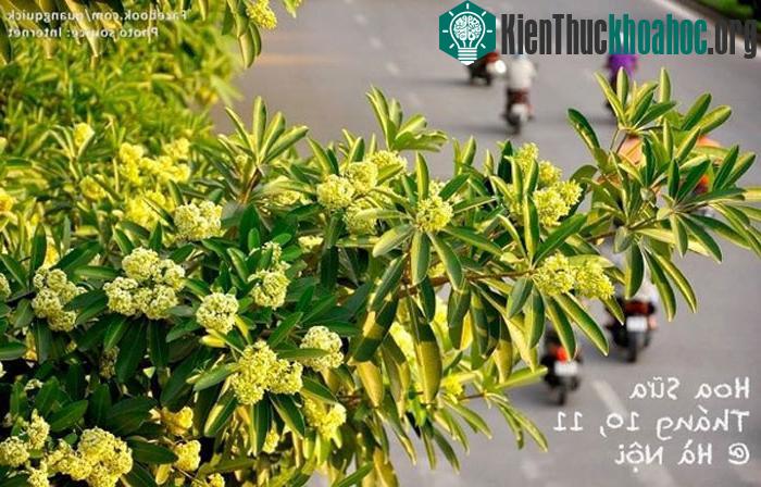 Hoa sữa Hà Nội