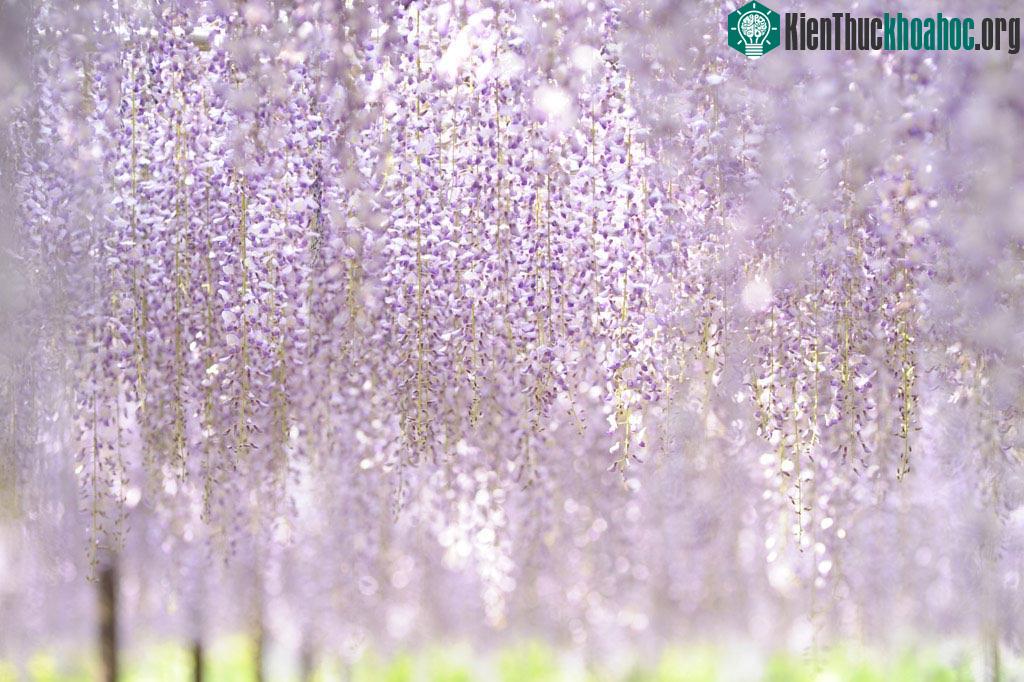 Hoa tử đằng ở công viên Okazaki