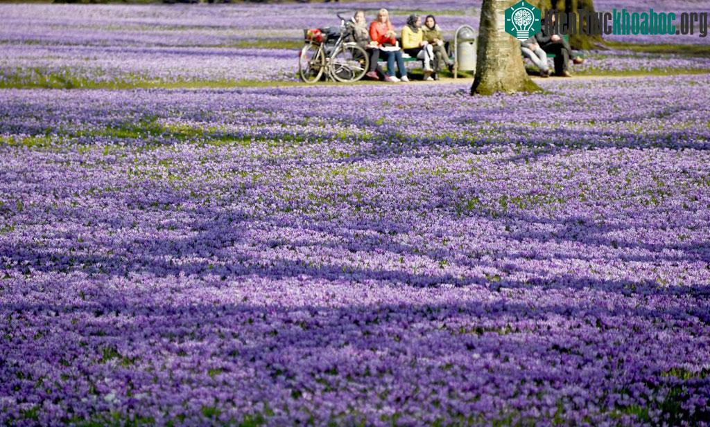 Hoa nghệ tây nở kín trên một khu đất ở Schlosspark, Husum, Đức