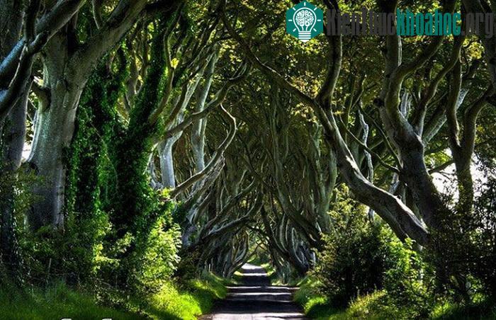 Hàng rào Trung cổ ở Bắc Ireland được cho là đã 300 tuổi đời.