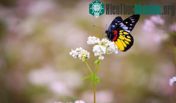Hà Giang rực rỡ mùa hoa tam giác mạch