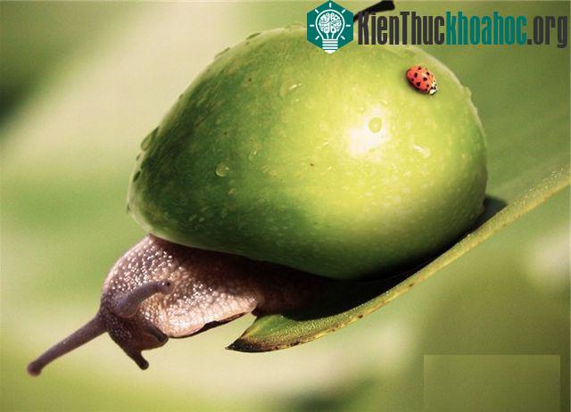 Những hình ảnh ngộ nghĩnh từ động vật và thực vật- ảnh 21