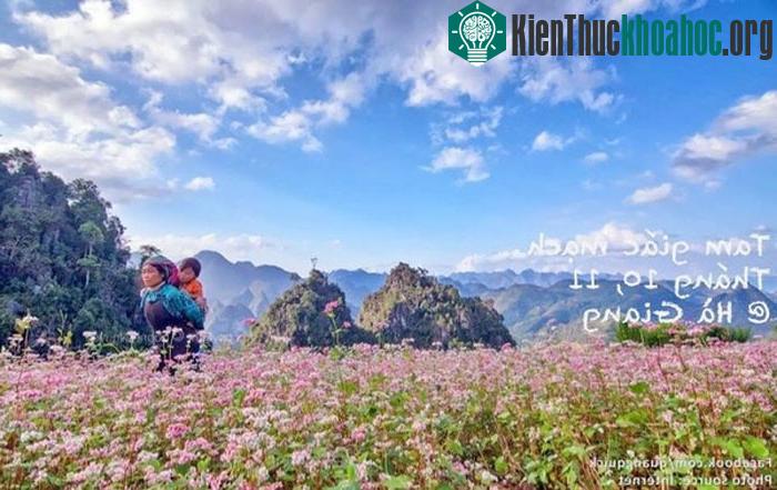 Những bông hoa nhỏ li ti cánh chụm lại thành hình chóp nón, có ba mặt tam giác, giữ ở giữa một hạt mạch quý, những chiếc lá cũng có hình tam giác nên ...