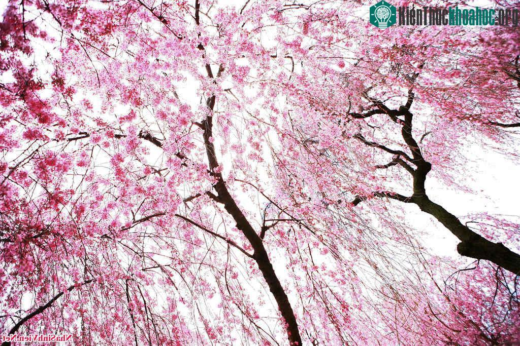 Những bức ảnh hoa anh đào khiến bạn muốn tới Nhật Bản ngay lập tức ảnh 22