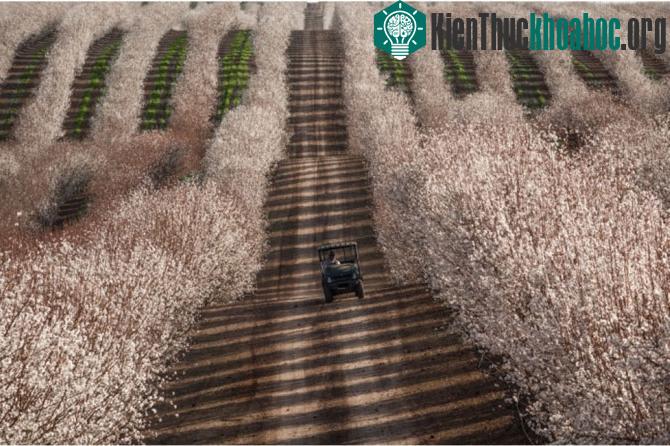 Cánh đồng hạnh nhân ở California.
