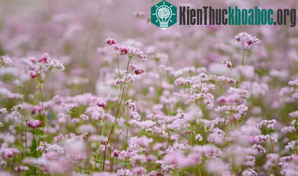 Hà Giang rực rỡ mùa hoa tam giác mạch