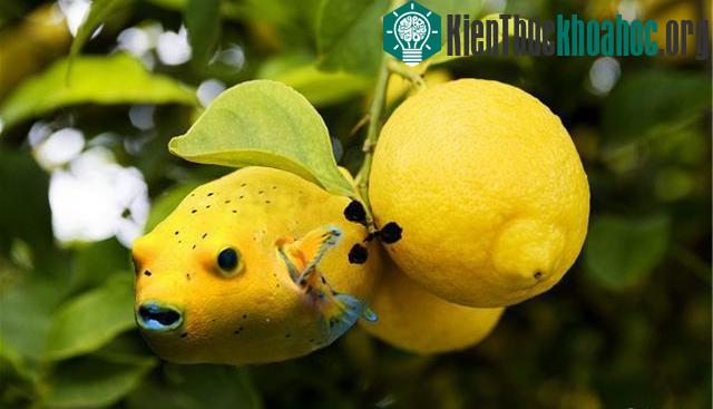 Những hình ảnh ngộ nghĩnh từ động vật và thực vật- ảnh 22