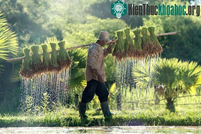 Sững sờ trước những ruộng bậc thang đẹp nhất trên khắp thế giới- ảnh 22