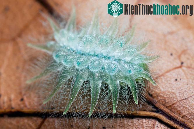 Chùm ảnh sâu "lột xác" thành bướm ngoạn mục