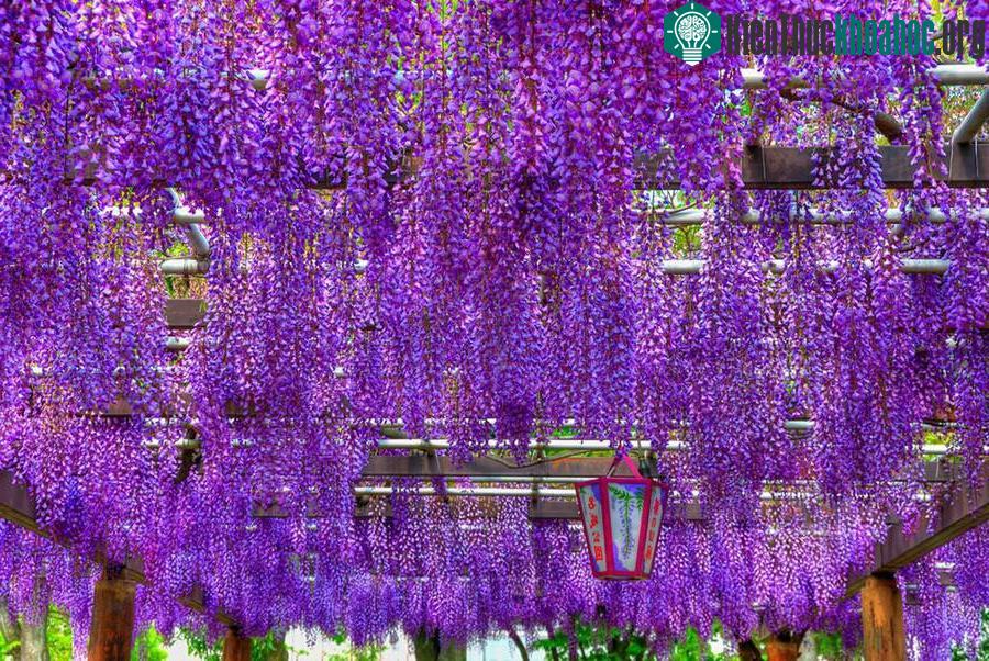 Vòm hoa tử đằng ở Nagoya-shi, quận Aichi