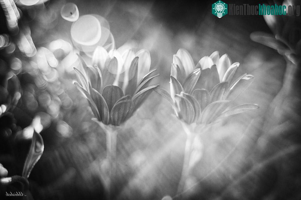 Smeared by Abhishek Vanamali