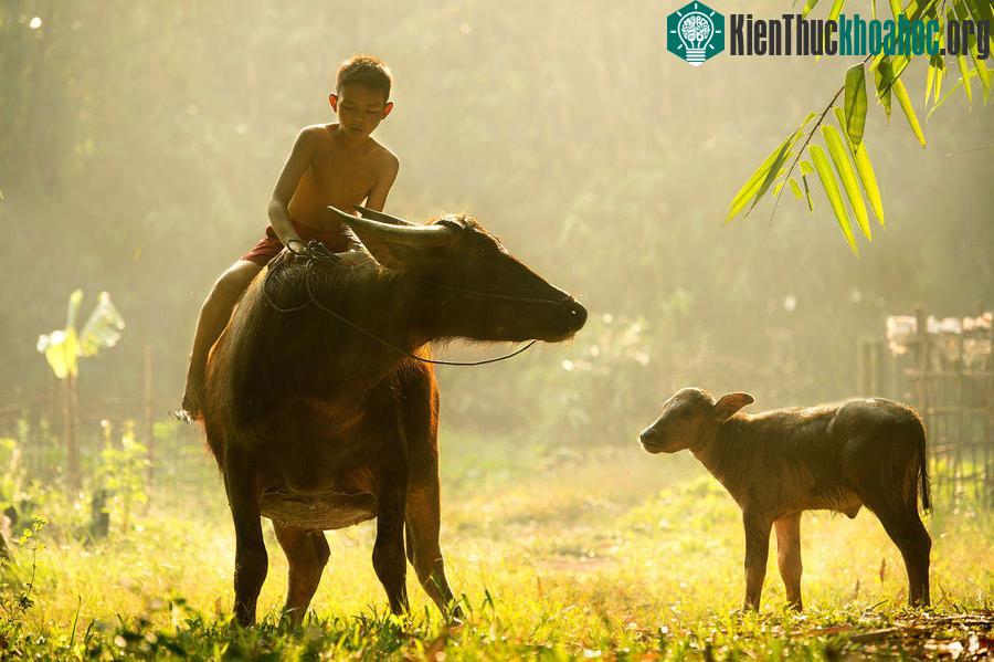 Cuộc sống yên bình nơi làng quê Việt ảnh 23