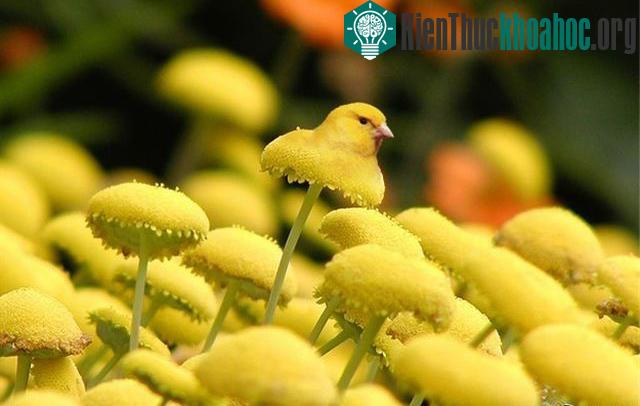 Những hình ảnh ngộ nghĩnh từ động vật và thực vật- ảnh 23