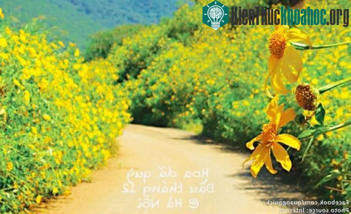 "Bạn sẽ không cần phải đến tận Đà Lạt để được chìm đắm trong sắc vàng của dã quỳ, vườn quốc gia Ba Vì cách Hà Nội chưa đầy 45 km, những sườn núi ...